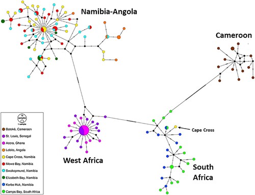 Figure 4. A median-joining COI haplotype network. Black circles denote inferred medians.
