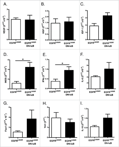 Figure 7. Macrophages from EGFRL858R DN-IκB mice have increased expression of M1 markers. Quantitative real-time PCR analysis for (A) VEGF, (B) HGF, (C) IGF-1, (D) iNOS, (E) IFNγ, (F) IL-6, (G) Fizz1, (H) Ym1, and (I) IL-10 expression in macrophage-enriched cell population isolated from EGFRL858R and EGFRL858R DN-IκB mice treated with dox for 2 weeks (n = 4/group). *p < 0.05.