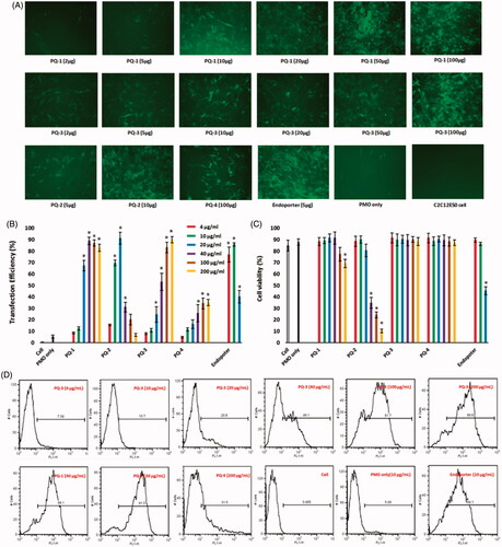 Figure 3. Delivery efficiency and toxicity of PMOE50/PQs complexes in C2C12E50 cell line determined by fluorescence microscope and FACS analysis. (A) Representative fluorescence images of PMO-induced exon-skipping in C2C12E50 cell line. The images were taken after three-day treatment, and original magnification: ×200. (B) Transfection efficiency of PMOs formulated with PQs (two-tailed t-test, *p ≤ .05 compared with PMO only). (C) Cell viability (two-tailed t-test, *p ≤ .05 compared with untreated cell as control). (D) Flow cytometry histogram (FL) of PMOE50/PQs complexes. In this test, PMOE50 (10 μg/mL) was formulated with PQs (4, 10, 20, 40, 100 and 200 μg/mL for each polymer), and Endoporter (4, 10, 20 μg/mL) formulated as control in 0.5 mL 10% FBS-DMEM medium, respectively. The results are presented as the mean ± SEM in triplicate.