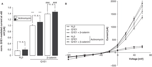 Figure 3. Stimulation of KCNE1/KCNQ1 activity in Xenopus oocytes by β-catenin does not depend on transcription. (A) Arithmetic means ± SEM (n = 22–50) of the normalized depolarization-induced K + current at + 60 mV in Xenopus oocytes injected with water (left bars) or expressing KCNE1/KCNQ1 without (middle bars) and with (right bars) β-catenin in the absence (white bars) and presence (black bars) of 10 μM actinomycin D. ***indicates significant difference from water-injected oocytes (p < 0.001). ### indicates significant difference from the absence of β-catenin (p < 0.001). For normalization, every current at + 60 mV was divided by the average current of only KCNE1/KCNQ1-injected oocytes of the same oocyte batch. (B) Arithmetic means ± SEM of the non-normalized depolarization-induced current as a function of the potential in Xenopus oocytes injected as in A.