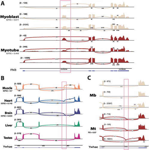 Figure 7. Additional novel splice variants with potential links to disease. (a) Novel alternative start in FHL3 detected in mouse C2C12 myogenesis. Sashimi plot shows raw coverage over junctions, with light blue denoting myoblasts and dark blue indicating myotubes. E(PSI) values are taken from MAJIQ analysis grouping together all samples from three independent labs. Mb: myoblast, Mt: myotube. (b) Ywhae has a muscle-specific exon in rat. Sashimi plot shows raw junction coverage over Ywhae for 5 rat tissues with one representative plot for each tissue, but the exon is observed in both rat tissue datasets. The blue transcript represents Ensembl 90 annotation. (c) The muscle-specific exon in rat is conserved in mouse and is specifically included in myotube. Mb: myoblast, Mt: myotube. Each track represents one sample from an independent lab for each condition.