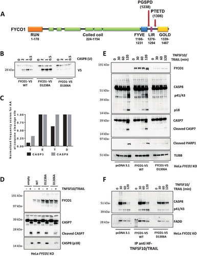 Figure 4. Cleavage of FYCO1 occurs at Aspartate 1306 and blunts its function. (A) Scheme of the FYCO1 protein structure. Arrows indicate two putative CASP8 cleavage sites. (B) In vitro CASP8 cleavage assay. Bead-bound FYCO1 WT-V5, FYCO1D1238A-V5, and FYCO1D1306A-V5 were incubated for 1 h with the indicated concentrations of recombinant CASP8. Then a WB detecting the V5 epitope was performed. (C) The TETD tetrapeptide is a preferential cleavage site for CASP8. The graph was obtained by plotting the normalized frequency scores of each aa at the CASP3 and CASP8 cleavage sites, as obtained by the SitePrediction web tool. (D) KO FYCO1 cells were transfected with empty pcDNA 3.1 vector or plasmids encoding FYCO1 WT, FYCO1D1238A, or FYCO1D1306A. Then cells were treated with TNFSF10/TRAIL (500 ng/ml, 2 h), lysed and a WB for the proteins indicated was performed. (E) HeLa KO FYCO1 were transfected with empty pcDNA 3.1 vector or plasmids encoding FYCO1 WT, or FYCO1D1306A. Then cells were treated with 500 ng/ml FLAG-tagged TNFSF10/TRAIL as indicated. Lysates were tested by WB for the indicated proteins. (F) Cells were treated as in (E) and the lysates were subjected to anti-DISC immunoprecipitation by anti-FLAG beads. Shown is a representative WB analysis for the protein indicated.