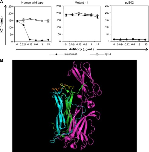 Figure 4 Ixekizumab epitope.Notes: (A) 4T1 cells were treated with a constant amount of human IL-17A wild type, mutant h1, or vector control supernatant in the presence of increasing amounts of ixekizumab (closed symbols) or isotope control antibody (open symbols). After 48 hours, KC in the supernatant was measured by ELISA. Results are shown as the mean of triplicate treatments ± SD and are representative of four independent experiments. (B) Structure of the IL-17A:IL-17RA complex (4hsa) with key amino acid residues in the epitope for ixekizumab highlighted. IL-17RA is colored in magenta, and the IL-17A dimer subunits are colored in cyan and green. The key epitope region (DGNVDYH) in IL-17A for ixekizumab is highlighted in yellow or brown in each subunit of the cytokine. This figure was generated using the PyMOL Molecular Graphics System (Version 1.7.0.3; Schrödinger, LLC).Abbreviations: ELISA, enzyme-linked immunosorbent assay; IL, interleukin; SD, standard deviation; KC, keratinocyte chemoattractant.