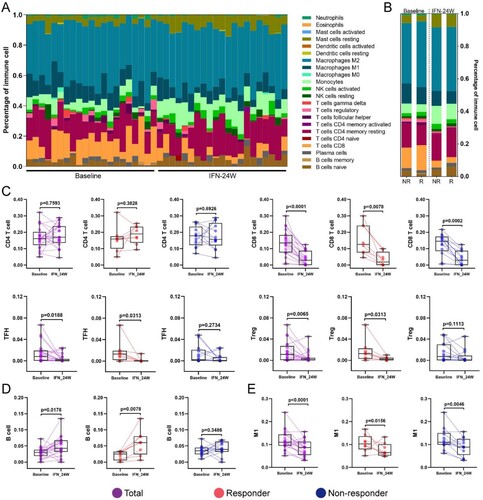 Figure 6. Immune cells infiltration analysis. (A) CIBERSORT was engaged to infer the proportion of infiltrated immune cells, the landscape of relative immune cells composition at baseline and IFN-24W across patients is shown. (B) Summary of relative immune cells composition at baseline and IFN-24W in responders and non-responders. (C) Alteration of total CD4 T cells was not significant in both responders and non-responders, a decrease of CD8 T cells was observed in both responders and non-responders, and a reduction of TFH and Treg cells was observed in responders rather than non-responders. (D) An increase of B cells was observed in responders. (E) A decrease of M1 macrophages was observed in both responders and non-responders. R, responder; NR, non-responder.