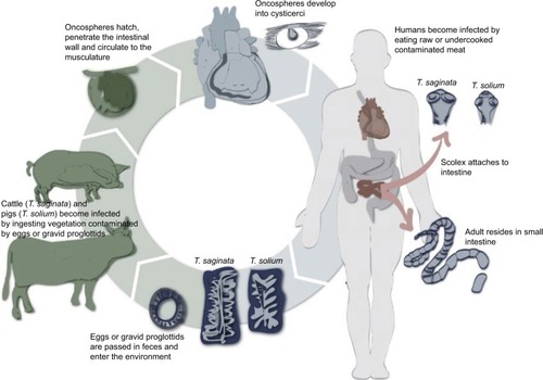 Figure 5 The life cycle of Taenia solium.