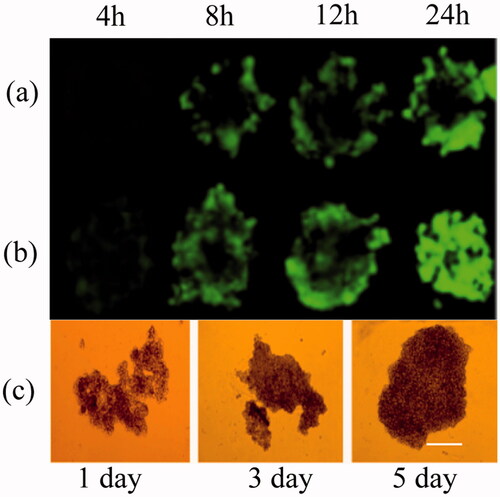 Figure 7. The penetration of different micelles. (a) coumarin-6 loaded oHA-CUR micelles. (b) coumarin-6 loaded ALN-oHA-S-S CUR micelles. Scale bars: 300 μm, (c) The growth state of 3D cancer spheroid. *indicates p < .05.