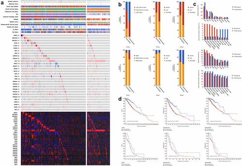Figure 1. Multi-omics landscape of circadian rhythm pathway in glioma. (a). Multi-omics alteration of circadian rhythm pathway in LGG and GBM. Row: from top to bottom: clinical annotation, mutation and expression profile. Column: left: LGG subgroup, right: GBM subgroup; (b). Comparisons of sample subtypes, somatic alteration of 1p and 19q between patients with altered circadian rhythm pathway in LGG (upper) and GBM (lower); (c). Mutation and copy number alteration frequencies between patients with altered circadian rhythm pathway in LGG (upper) and GBM (lower); (d). Survival analysis between patients with altered circadian rhythm pathway in LGG (upper) and GBM (lower)