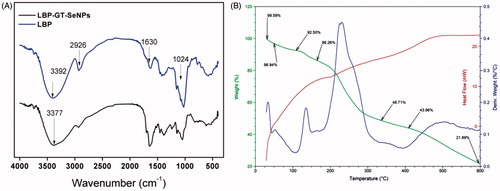 Figure 3. FT-IR (A) and TG/DSC (B) analysis of LBP-GT-SeNPs.