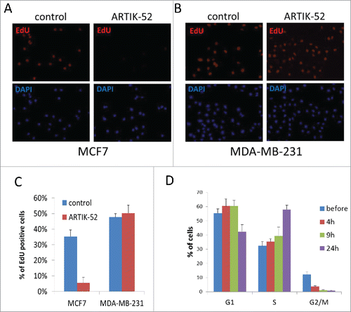 Figure 9. ARTIK-52 inhibits replication and causes accumulation of cells in S-phase of cell cycle. A, B. EdU incorporation in ARTIK-52 sensitive MCF7 (A) or resistant MDA-MB-231 (B) cells treated with 1 μM of ARTIK-52 for 9 hours. EdU was added for the last 2 hours of incubation. C. Quantitation of EdU staining shown on panels A and B done by counting of EdU positive and DAPI positive cells in 10 fields of view (10X magnification). Error bars – standard deviation between % of EdU positive cells in 10 fields. D. FACS analysis of cell cycle distribution of CWR22R cells before and after treatment with 1 µM of ARTIK-52 quantitated ModFit LT (Verity Software House). Error bars are deviations between 2 replicates within one experiment.