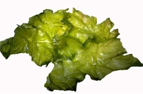 Figure 1 Ulva lactuca (sea lettuce).