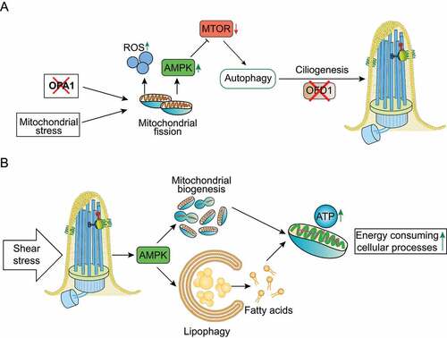 Figure 4. Mitochondria-autophagy-cilia crosstalk models. (a) Mitochondrial stress, such as depletion of the pro-fusion OPA1 gene, and ROS generation stimulate autophagy by activating AMPK and inhibiting the MTOR pathway. Mitochondrial stress-induced autophagy acts as a cytoprotective process by promoting ciliogenesis through enhanced degradation of OFD1. (b) Shear stress induced by biological fluids stimulates AMPK-dependent selective degradation of lipid droplets by autophagy (lipophagy), contributing to the production of fatty acids that provide mitochondrial substrates to generate ATP and produce energy. Moreover, AMPK stimulates mitochondrial biogenesis, which contributes to ATP production. The concomitant mitochondrial biogenesis and lipophagy contribute to control ATP-dependent cellular mechanisms.