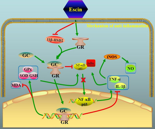 Figure 1 Schematic representation of glucocorticoid-like mechanism of action of escin. The administration of escin is able to both block 11-beta-HSD2 (11-β-hydroxysteroid dehydrogenase type 2) and induce the expression of GR (glucocorticoid receptor) that binding to GC (glucocorticoid) blocks the activation of NF-KB (nuclear factor kappa-light-chain-enhancer of activated B cells) pathway as well as the transcription of proinflammatory mediators (eg, Interleukin-1beta and tumor necrosis factor (TNF)-alfa) that normally activates IkB (inhibitor of kB) pathway and iNOS (inducible nitric oxide synthase). Moreover, the GC-GR complex blocks the activation of MDA (methylenedioxyamphetamine) and induces the transcription of antioxidant mediators (ie, super oxide dismutase, SOD; glutathione, GSH).