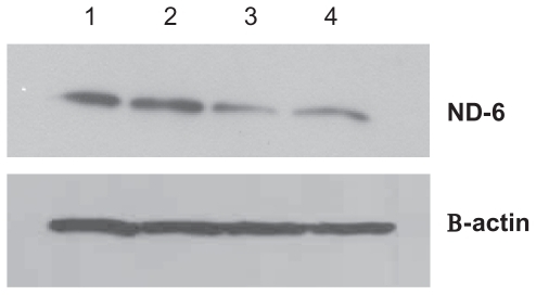 Figure 5 Effect of treatment with silicon dioxide nanoparticles on expression of nicotinamide adenine dinucleotide (NADh) dehydrogenase subunit 6 in human astrocytoma U87 cells. U87 cells were treated at specified concentrations of silicon dioxide nanoparticles for 48 hours. Then cell lysates of treated and untreated (ie, control) U87 cells were prepared as described in Materials and methods. The expression of NADh dehydrogenase subunit 6, encoded by mitochondrial DNA, was determined by Western blot analysis using β-actin as the loading control: Lane 1, lysate of untreated or control U87 cells; lane 2, lysate of U87 cells treated with silicon dioxide nanoparticles at 25 μg/mL; lane 3, lysate of U87 cells treated with silicon dioxide nanoparticles at 50 μg/mL; lane 4, lysate of U87 cells treated with silicon dioxide nanoparticles at 100 μg/mL. The blots were from a typical experiment. Two other experiments yielded essentially the same trend of results.