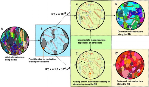 Figure 5. (A) As-received microstructure along the RD; (B) hypothetical microstructure operative in the primary deformation stage, irrespective of strain-rate, as a result of induced stress-triaxiality; hypothetical microstructure operative at the secondary deformation stage as a result of (C) quasi-static and (C′) high strain-rates; and deformed microstructure along the RD for the (D) quasi-static and (D′) high strain-rates.