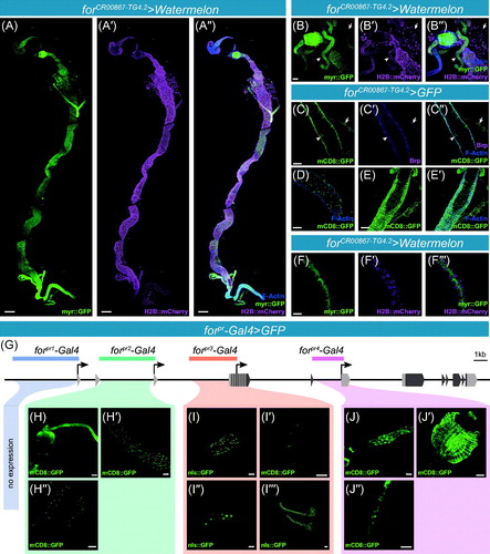 Figure 4. (-A″) Maximal projections of the forCR00867-TG4.2 CRIMIC allele driving UAS-Watermelon in the adult gut. Membrane bound GFP in green (A), nuclear mCherry in magenta (A′), membrane and nuclear merged with F-actin (A′′). Scale bar = 200 µm. (B–B′′) Maximal projections of forCR00867-TG4.2 driving UAS-Watermelon in the cardia and other tissues. Membrane bound GFP in green (B), nuclear mCherry in magenta (B′), membrane and nuclear merged with F-actin in blue (B′′). White arrow heads indicating the salivary gland. White arrows indicating the Malpighian tubules. (C–C′′′) Single section of forCR00867-TG4.2 driving UAS-mCD8::GFP in the anterior midgut. GFP expression can be seen in the enteroendocrine (EE) cells and the muscle (C). EE cells can be identified by the expression of Brp (C′), and muscles with F-actin (C′′). White arrowhead indicating an example of co-expression of GFP and Brp (C′′′). (D) Single section of forCR00867-TG4.2 driving UAS-mCD8::GFP in the intestinal stem cells of the midgut. (E–E′) Subsection of forCR00867-TG4.2 driving UAS-mCD8::GFP in the visceral muscle of the midgut. (F–F′′′) Maximal projections of forCR00867-TG4.2 driving UAS-Watermelon in the Malpighian tubules. (G) Schematic of the of the foraging locus depicting regions of cloned forpr-Gal4s. (H–H′′) forpr2-Gal4 driven expression in the gastric system. Expression was seen in the foregut and cardia (G), as well as the midgut intestinal stem cells (G′), and the Malpighian stem cells in the ureter (G′′). I–I′′′. forpr3-Gal4 driven expression in the gastric system. Expression was seen in middle midgut enterocytes (H), anterior EE cells (H′), distal segment of the Malpighian tubules (H′′), and the salivary glands (H′′′). J–J′. forpr4-Gal4 driven expression in the gastric system. Expression was seen in epithelia of the hindgut (I), the ampulla (I′), and the salivary duct (I′′). B–J. Scale bars = 50 µm. [Please refer to the online version for colors.]