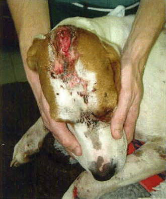 Figure 1. This dog was involved in a road traffic accident