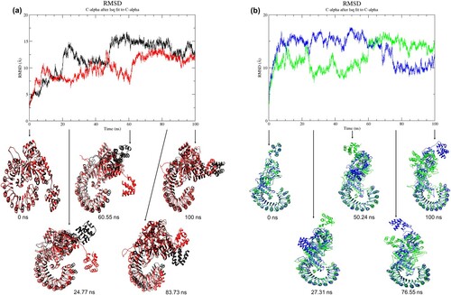 Figure 2. (Colour online) Graph of RMSD values as a function of time and superposition of wild-type structure with the mutant structure. (a) Black denotes wild-type structure and red denotes mutant structure in the resting state. (b) Blue denotes wild-type structure and green denotes mutant structure in the activated state. The reference structures for the wild-type and mutant (at 0 ns) were the energy-minimised homology models. The simulations of all structures reached local equilibrium during 65–100 ns of simulation. The conformations of the mutant structures were different from the wild-type structures at a specific time point.