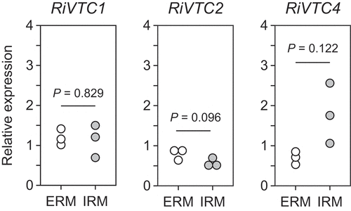 Figure 2. Gene expression analysis of VTC1, VTC2, and VTC4 in extraradical (ERM) and intraradical (IRM) mycelia. The Rhizophagus irregularis EF1β gene was used as an internal control. P-values are based on Welch’s test (n = 3).