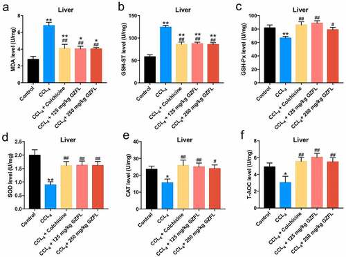 Figure 5. GZFL ameliorates CCl4-induced liver fibrosis in vivo via exerting anti-oxidation effect. (A, B, C, D, E, F) The levels of MDA, GSH-ST, GSH-Px, SOD, CAT, T-AOC in liver tissues of CCl4-treated mice were measured with ELISA assay. *P < 0.05, **P < 0.01 vs. control group; #P < 0.05, ##P < 0.01 vs. CCL4 group; n = 5.