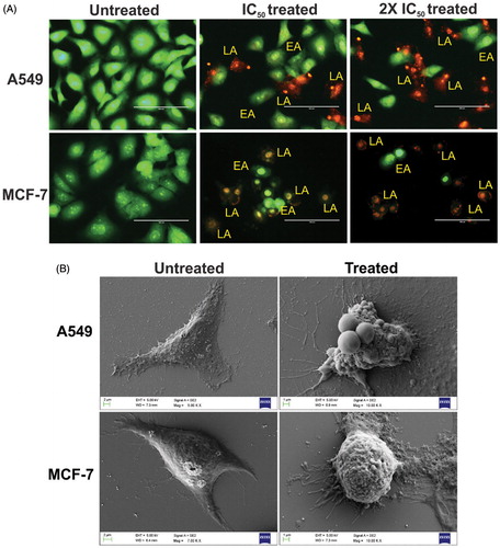 Figure 17. (A) Representative AO/EB (green/red dye) dual staining images of untreated, IC50 and 2 × IC50 5-FU@DsAgNC treated A549 and MCF-7 cells. EA and LA represent early apoptotic and late apoptotic cells, respectively. Scale bar: 100 μm. (B) FE-SEM images of untreated and IC50 5-FU@DsAgNC treated A549 and MCF-7 cells, respectively. (Reprinted from Ref. [127] with permission from The Royal Society of Chemistry.)