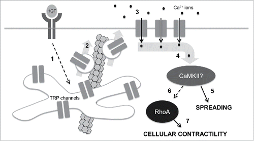 Figure 3. A speculative model for control of cell mechanics during epithelial scattering. In our model, 1.) HGF binding and activation of c-met receptor tyrosine kinases stimulates activates vesicle trafficking machinery in endosomal recycling compartments through an unidentified mechanism; 2.) Internal TRP channels are mobilized into vesicles that are destined for the plasma membrane in a microtubule-dependent vesicle trafficking step. 3.) TRP channels at the plasma membrane mediate a calcium influx that raises intracellular calcium concentrations. 4.) Intracellular calcium binds camodulin and in turn activates CaMKII. 5.) Early in epithelial scattering, CaMKII drives spreading, a result of reduced actin bundling at cell-cell junctions and myosin-based contractility. 6.) Late in epithelial scattering and through an as yet unidentified mechanism, CaMKII can stimulate an increase in RhoA activation. Seven. RhoA, through ROCK, increases myosin light chain phosphorylation, driving global cellular contractility and cell-cell detachment.