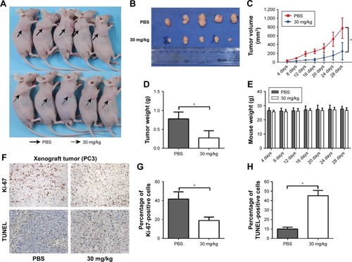 Figure 3 Aloperine suppressed PC3 xenograft tumor growth in vivo. (A and B) PC3 cells were injected into the right flank of 6-week-old male, nude mice. Subcutaneous tumors were formed in nude mice after treatment with either PBS or aloperine (30 mg/kg) for 28 days. (C) Tumor volume of aloperine-treated PC3 cells at the indicated time (*P<0.05 vs vehicle, n=5). (D) Histograms describing the mean tumor weights of each group (*P<0.05 vs vehicle, n=5). (E) Mice weight at the indicated time. (F) Immunohistochemical staining of Ki-67 and TUNEL assay in the endpoint tumors. (G and H) Quantitative analysis of Ki-67-positive and TUNEL-positive cells in tumor tissues of different groups (*P<0.05 vs vehicle, n=5).