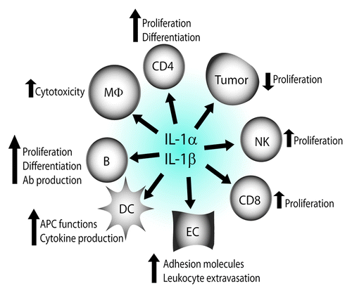 Figure 2. Cancer-suppressive properties of IL-1α and IL-1β. IL-1α and IL-1β synergize with IL-2 to stimulate the proliferation of CD4+ T cells, CD8+ T cells and NK cells; enhance the expansion and differentiation of CD4+ T cells; stimulate B-cell proliferation, generation of plasma cells and antibody production; induce the expression of adhesion molecules on vascular endothelium, which promotes extravasation of leukocytes into the inflamed tissue; directly inhibit the proliferation of specific cancer cells; render human macrophages cytotoxic to some cancer cells; and they amplify antigen-presenting functions and cytokine production by dendritic cells. Ab, antibody; APC, antigen-presenting cell; B, B cell; CD4, CD4+ T cell; CD8, CD8+ T cell; DC, dendritic cell; EC, endothelial cell; MΦ, macrophage; NK, natural killer cell.