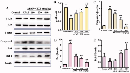 Figure 5. Effects of BZE on PI3K–Akt pathway and APAP-induced apoptosis. (A) Representative protein bands; (B–E) the relative expression levels of p-Akt, caspase-3, Bax and Bcl-2 (means ± SD, n = 6); ##p < 0.01 compared to control group; *p < 0.05, **p < 0.01 compared to APAP group. APAP: acetaminophen; BZE: extract of Bianliang ziyu flower.