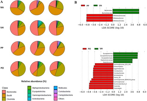 Figure 5. Full-length 16S rRNA gene analysis of fecal microbiota. (A) The microbial diversity and relative abundance of fecal bacterial classes in each group are represented using pie charts. These charts provide a snapshot of the composition and distribution of different bacterial classes in the fecal samples from each experimental group. (B) Linear discriminant analysis (LDA) effect size (LEfSe) graphics were generated to analyse the differences between the groups of mice. The horizontal bars in the graphics represent the effect size, while the length of the bar corresponds to the log10 transformed LDA score, indicated by vertical dotted lines. The colour scheme distinguishes between mice in the VH group (red) and mice in the PO or PP groups (green). To identify taxa of bacteria that exhibited statistically significant changes in their relative abundance (p < 0.05), the taxonomic names of these bacteria are labelled alongside the horizontal lines in the LEfSe graphics. A threshold of 2.0 on the logarithmic LDA score was applied to determine discriminative features.