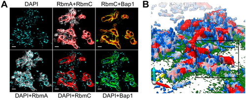 Figure 7. (A) CLSM images of Vibrio cholerea biofilm visualizing pseudo-colored blue (cells), grey (RbmA), red (RbmC), and green (Bap1). (B) 3D biofilm architecture with colours as in (A). Adjusted from Berk et al. (Citation2012) (Berk et al. Citation2012). Permission for using the image was granted.