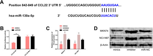 Figure 5 Dual-luciferase activity assay. (A) There is a targeted binding site between miR-130a-5p and CCL22. (B) Relative luciferase activity-dual luciferase reporter assay. (C) CCL22 protein expression in MKN74 and NCI-N87 cells after transfection. (D) Protein map.Notes: **Represents a comparison with miR-NC or between the two (P<0.01); #Represents a comparison with inhibitor (P<0.05).