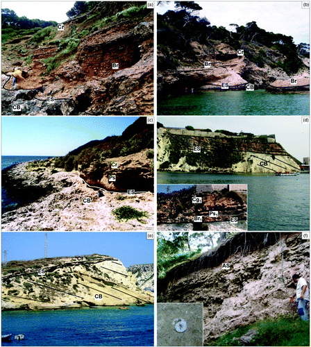 Figure 4. Quaternary continental deposits of the islands (the abbreviations refer to the morpho-lithostratigraphic scheme included in the map) (CitationMiccadei et al., 2011a). (a) San Domino, Cala degli Inglesi (Br – Breccia, paleosols, conglomerates and red loess unit and Cr – Calcretes unit), stratified breccia, formed of decimetric and centimetric clasts, in lightly cemented red-brown sandy matrix, lying on an erosion surface, within pre-existent depressed morphologies on Cenozoic carbonate bedrock. In the higher part calcrete outcrops are about 0.7–0.8 m thick; (b) San Domino, Cala delle Roselle (Br – Breccia, paleosols, conglomerates and red loess unit and Cr – Calcretes unit), stratified breccia with sub-angular centimetric clasts, laying on carbonate bedrock; (c) Capraia, Cala dei Turchi (Br – Breccia, paleosols, conglomerates and red loess unit and Cr – Calcretes unit), paleosols and calcretes outcrop, in contact with carbonate bedrock; (d) San Nicola (Br - Breccia, paleosols, conglomerates and red loess unit), outcrop of breccia, paleosols and conglomerates, stratified in about 0.25 m thick layers; in the lower left a close up of the deposits is included; (e) Cretaccio (CR – Calcretes unit), calcrete in angular discordance on carbonate bedrock, age is 121 ±21 kyr (U/Th dating; CitationMiccadei et al., 2011a); (f) San Domino, Cala delle Roselle (As – Aeolian sand unit), yellow aeolian sand, outcropping within a karst depression (an example of the fossiliferous content is shown in the picture, given by continental gastropods).