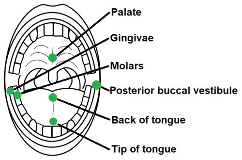 Figure 1. Microhabitat sample locations in the paediatric oral cavity. Separate swabs were rotated clockwise 6 times at each location to collect oral samples