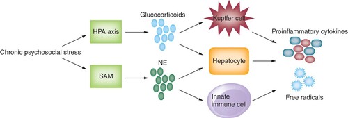 Figure 2. Proposed mechanisms of hepatic injury from chronic psychological stress.Chronic stress can promote release of NE via SAM system, activating innate immune cells possessing adrenergic receptors and leading to production of pro-inflammatory cytokines. Chronic stimulation of the HPA axis from psychosocial stress can decrease its sensitivity to negative feedback loops, leading amplification of pro-inflammatory cytokines by Kupffer cells. Both chronic glucocorticoid production and NE release can also stimulate hepatocytes to produce hydroxyl free radicals.HPA: Hypothalamic–pituitary–adrenal; NE: Norepinephrine; SAM: Sympathetic adrenomedullary system.