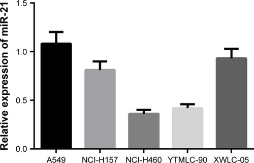 Figure 3 Expression of miR-21 in five human NSCLC cell lines (A549, NCI-H157, NCI-H460, YTMLC-90, and XWLC-05).