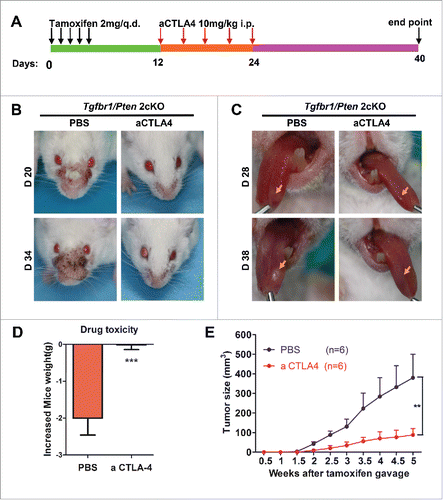 Figure 4. aCTLA4 prevents tumorigenesis in HNSCC mouse model. (A) Schematic representation of the spontaneous immunocompetent HNSCC mouse model. (B) Representative images of tumor in mouse model with or without aCTLA4 treatment at day 20 and day 34 after tamoxifen gavage. (C) Representative images of tongue cancer in mouse model with or without aCTLA4 treatment at day 28 and day 38 after tamoxifen gavage. (D) Body weight of mice model was used to reflect drug toxicity in each group. (t test, ***p < 0.001). (E) Tumor volumes over time. On week five, p < 0.01 between mice treated aCTLA4 and PBS group (n = 6 in each group).