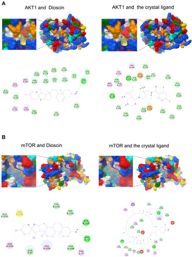 Figure 2 Modeling of dioscin with the potential targets. (A) Dioscin-AKT docking model with predicted binding energy of −8.91 kcal/mol. The Docking model of AKT and the crystal ligand has predicted binding energy of −10.89 kcal/mol. (B) Dioscin-mTOR docking model with predicted binding energy of −9.62 kcal/mol. The Docking model of AKT and the crystal ligand has predicted binding energy of −18.57 kcal/mol.