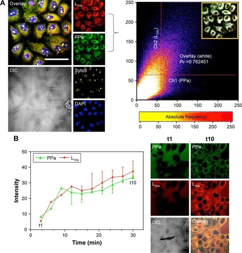 Figure 4 Cellular uptake and sub-cellular co-localization.Notes: (A) Left panel: uptake of live 4T1 cells treated with PLTPAM (LTPA: Ex =808 nm, Em =505 nm; PPa: Ex =610 nm, Em =675 nm; 5.1 μM PPa and 1.3 μM LTPA) and stained with Syto9 (Ex =488 nm, Em =503 nm) and DAPI (Ex =340 nm, Em =488 nm). Right panel: Pearson’s correlation coefficient based on the co-localization profile between LTPA and PPa channels (inset). (B) Real-time cellular uptake of PLTPAM for 30 min with 10 intervals. The live-cell images of the first and last time points are displayed as columns t1 and t10, respectively. The scale bar represents 40 μm.Abbreviations: DAPI, dyes 4,6-diamidino-2-phenylindole; DIC, differential interference contrast image; PLTPAM, PPa/LTPA copolymer micelles; PPa, pyropheophorbide a.