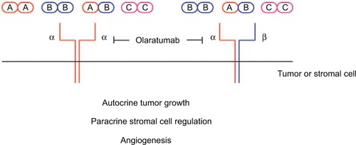 Figure 1 PDGF ligand signaling through the PDGFRα receptor and the role of olaratumab.