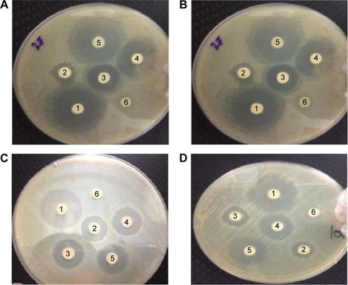 Figure 11 Antibacterial activity of AgNPs against bacteria versus ampicillin.Notes: (A) S. aureus. (B) P. aeroginosa. (C) A. bumanii. (D) B. cereus. The numbers on plates indicate the silver nanoparticle concentrations. 1, ampicillin; 2, 25 ppm; 3, 50 ppm; 4, 75 ppm; 5, 100 ppm; 6, 0 ppm (negative control).Abbreviations: AgNPs, silver nanoparticles; S. aureus, Staphylococcus aureus; P. aeruginosa, Pseudomonas aeruginosa; A. baumannii, Acinetobacter baumannii; B. cereus, Bacillus cereus.