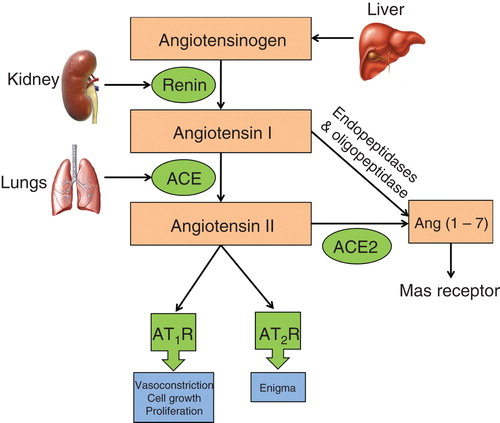 Figure 1. Schematic overview of the renin–angiotensin system.