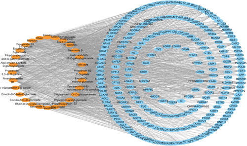 Figure 7 Rhubarb “ingredient-target” network diagram.