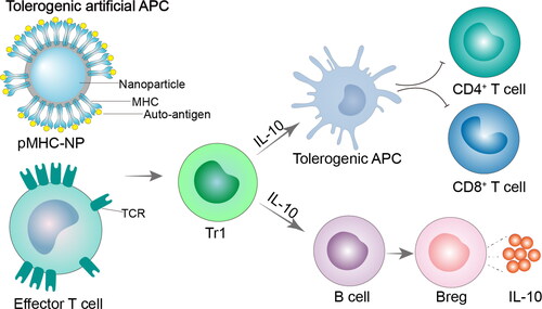 Figure 3. Tolerogenic artificial APC. In the absence of co-stimulation, artificial APCs display antigen on MHCI or MHCII to target CD8+ or CD4+ T cells, respectively. Artificial APCs have the ability to target T cells that are specific to an antigen, causing T cell anergy, apoptosis, or the generation of Tregs and Bregs. pMHC-NP, peptides coupled to major histocompatibility complex class nanoparticles; MHC, major histocompatibility complex; TCR, T-cell receptor; Tr1, Type 1 regulatory T cell; IL-10, interleukin-10.
