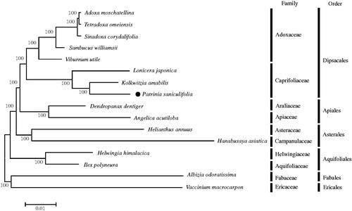 Figure 1. Maximum Likelihood tree based on the chloroplast protein coding genes of 16 taxa including Patrinia saniculifolia and two outgroup taxa. Common chloroplast protein coding gene sequences were aligned using MAFFT (http://mafft.cbrc.jp/alignment/server/index.html) and subjected to generating Maximum Likelihood phylogenetic tree by MEGA 6.0 (Tamura et al. Citation2013). The bootstrap support values (>50%) from 1,000 replicates are indicated in the nodes. Chloroplast genome sequences used for this tree are: Adoxa moschatellina, NC_034792; Albizia odoratissima (outgroup), NC_034987; Angelica acutiloba, NC_029391; Dendropanax dentiger, NC_026546; Hanabusaya asiatica, NC_024732; Helianthus annuus, NC_007977; Helwingia himalacica, KX434807; Ilex polyneura, KX426468; Kolkwitzia amabilis, NC_029874; Lonicera japonica, NC_026839; Sambucus williamsii, NC_033878; Sinadoxa corydalifolia, NC_032040; Tetradoxa omeiensis, NC_034793; Vaccinium macrocarpon, JQ757046 (outgroup); Viburnum utile, NC_032296; Patrinia saniculifolia, MG517444.