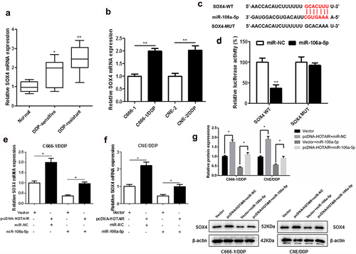 Figure 5. SOX4 was a target of miR-106a-5p. The expression of SOX4 in DDP-sensitive and DDP-resistant NPC tissues, C666-1/DDP and CNE2/DDP cells and their matched controls were measured by qPCR (a, b). Binding sites of miR-106a-5p and SOX4 predicted by TargetScan Human 7.2 (c). The Luciferase activities of SOX4-WT (SOX4-MUT) reporters in C666-1/DDP and CNE2/DDP cells transfected with miR-106a-5p mimic or NPC mimic were assessed by Dual-Luciferase reporter assay (d). HOTAIR overexpression vector and miR-106a-5p mimic were transfected respectively or co-transfected into C666-1/DDP and CNE2/DDP cells, and the expression of SOX4 was detected by qPCR (e, f). HOTAIR overexpression vector and miR-106a-5p mimic were transfected respectively or co-transfected into C666-1/DDP and CNE2/DDP cells, and the expression of SOX4 was detected by Western blot (g). *p < 0.05, **p < 0.01.