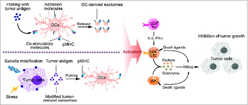 Figure 2. Strategies for exosome-based tumor immunotherapy. This figure presents two main strategies for application of exosomes in tumor therapeutics. Exosomes secreted from antigen-loaded DCs carry functional peptide-MHC complexes, co-stimulatory and adhesion molecules and induce activation of CD4+ T cells, CD8+ T cells and NK cells, thus mediating cytotoxicity to tumor cells and inhibition of tumor growth. These molecules can also be exchanged between DCs to induce antitumor immune response indirectly. Additionally, tumor-derived exosomes (TEXs) carry tumor antigens and can trigger efficient antigen presentation of APCs, thus being used as resources of tumor antigens to prepare tumor vaccines. Moreover, modification of TEXs is developed to improve their immunogenicity, such as genetic engineering stress and protein loading.