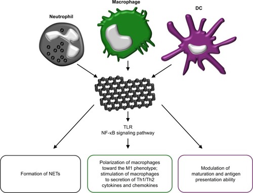 Figure 5 The immunomodulatory properties of grapheme.Notes: Graphene and its derivatives may act on neutrophiles, inducing neutrophil extracellular traps (NETs) formation. Moreover, graphene induces TLR-dependent activation of NF-κB signaling pathway in macrophages, resulting in polarization of macrophages toward the M1 phenotype and stimulation of secretion of Th1/Th2 cytokines and chemokines. Graphene derivatives also modulate maturation of dendritic cells and their antigen processing and presentation capacity.Abbreviations: DC, dendritic cell; TLR, toll-like receptor.