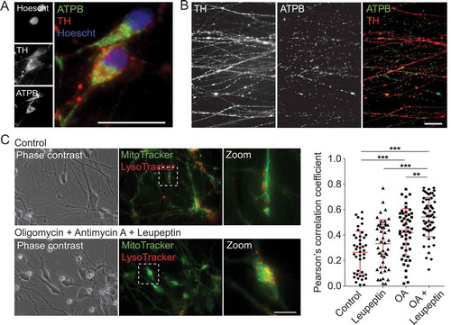 Figure 9. Examination of mitochondrial properties and quality control in mDANs differentiated from NAS2 hiPSCs. (A, B) Examples of neurons labeled with anti-TH and anti-ATPB (mitochondrial marker) antibodies. Cell bodies (A) and neurites (B) are shown. (C) Mitophagy analysis by colocalization of MT-G and LT-R in live mDAN cultures. To the left, example images of control and OA + Leupeptin treated neuronal fields are shown. To the right, data points show individual cells from 3 separate experiments. ** P < 0.01; *** P < 0.001. Bars: 10 μm