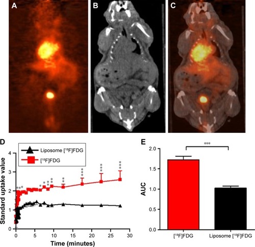 Figure 1 Biodistribution of liposomal nanoparticles.Notes: Representative (A) positron emission tomography (PET); (B) computerized tomography (CT); (C) PET-CT fusion images at 30 minutes after an intravenous (iv) injection of 200 µL liposome-encapsulated [18F]fluorodeoxyglucose ([18F]FDG) in normal mice; (D) brain standard uptake value (SUV) curves measured for 30 minutes after iv injection of [18F]FDG or liposome-encapsulated [18F]FDG; and (E) area under curve (AUC) of brain SUV curves. Values are presented as mean ± standard error of mean. *, **, and *** are P⩽0.05, ⩽0.01 and ⩽0.001, respectively.