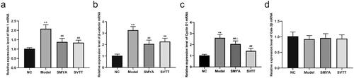 Figure 5. Effects of Si-Miao-Yong-an (SMYA) on mRNA expression of the wnt1/β-catenin signalling pathway in aortic of AS mice. After SMYA intervention, the aortic Wnt1, β-catenin, and Cyclin D1 mRNA expression levels were significantly decreased in mice. while the expression of Gsk-3β mRNA had no significant change among the groups. Data are shown as mean ± SD. **p < 0.01, compared with the normal control (NC) group. ##p < 0.01, compared with the model group. △p < 0.05, compared with the SVTT group.